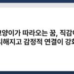 고양이가 따라오는 꿈, 직감이 예리해지고 감정적 연결이 강화됨 2